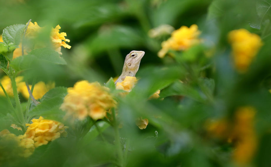 Chameleon rests on the leaf near the Yamuna Biodiversity Park