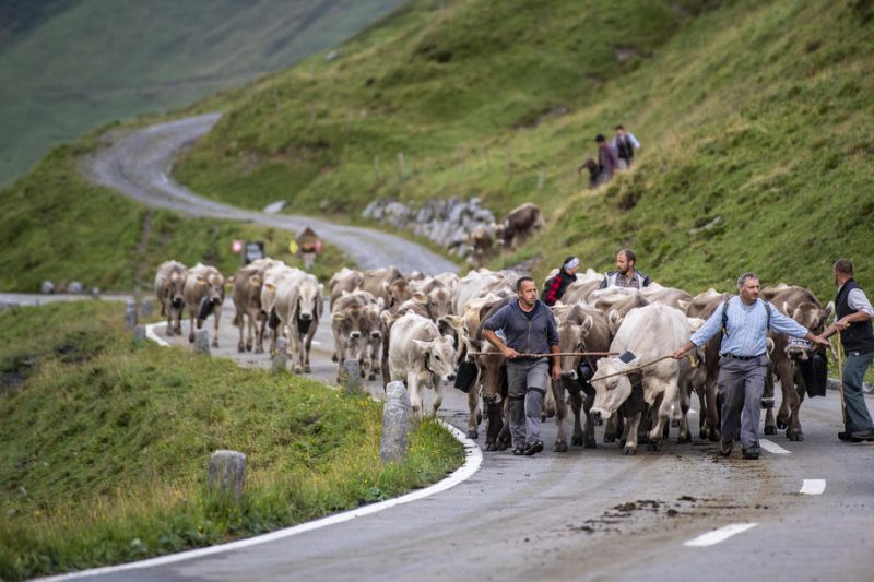 Le pastoralisme alpin se réinvente