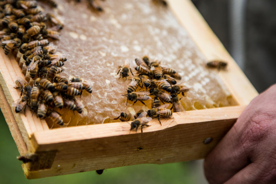 Honey Harvest in New York