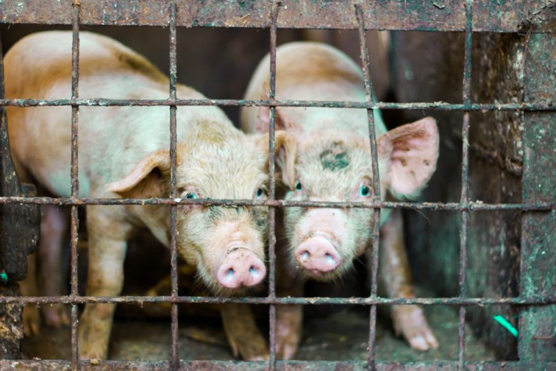 Brexit : la pénurie de main-d’œuvre risque de causer des dommages « permanents » au secteur agricole britannique