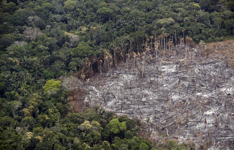 20 people arrested in Colombia for deforestation in natural parks