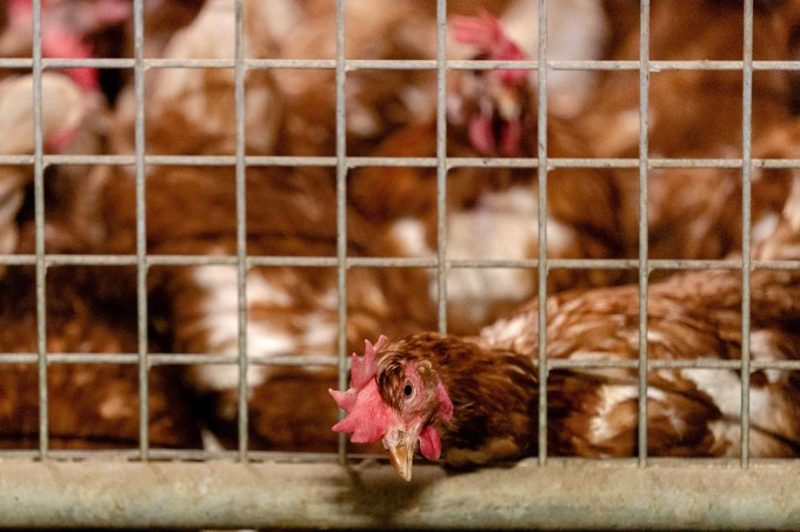 L'UE craint une épidémie de grippe aviaire après l’émergence de premiers cas aux Pays-Bas