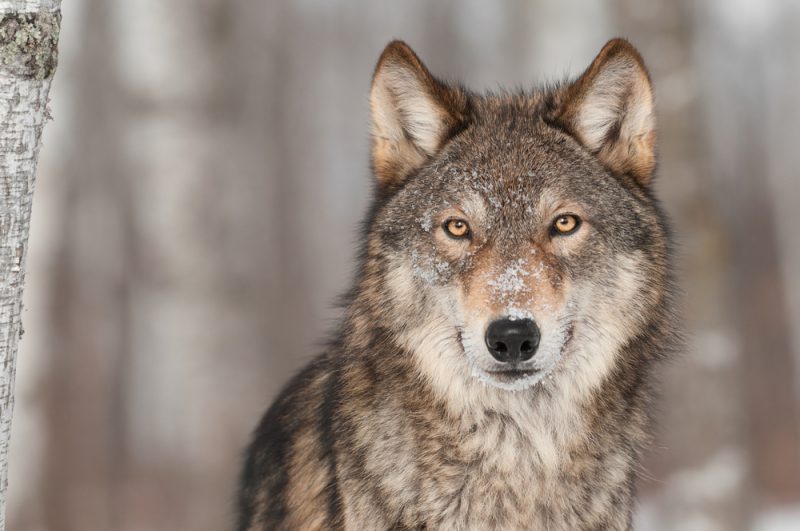 Entre loups et brebis, le coût d'une coexistence difficile