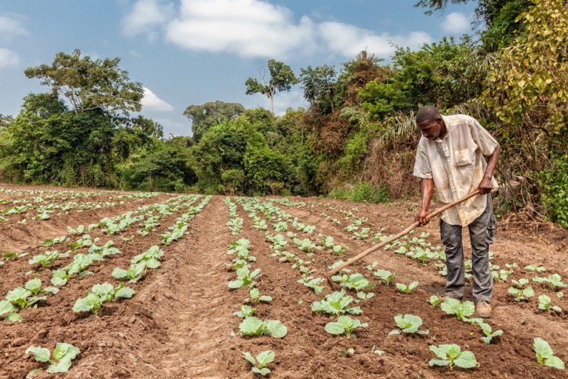 l&rsquo;UE et l&rsquo;Afrique renforcent leur coopération agroalimentaire malgré la pandémie de Covid-19