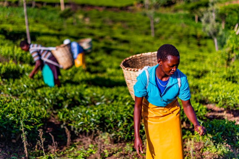 Comment se profilent les relations agroalimentaires entre l'UE et l'Afrique ?