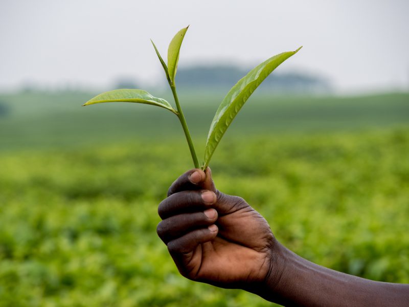 Un partenariat UE-Afrique est nécessaire pour amorcer la transformation des systèmes alimentaires