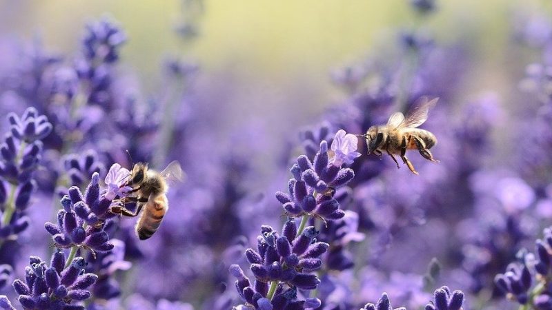 Les législateurs européens s'inquiètent de la "régression" britannique sur les pesticides