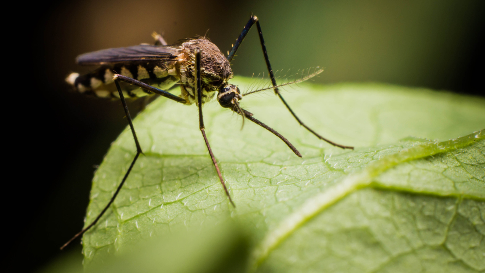A,Mosquito,On,Green,Leaves