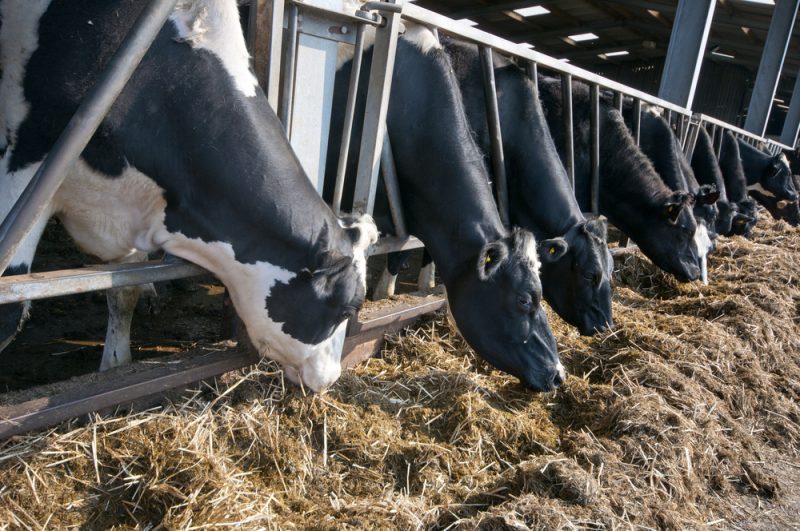 "Briser l'omerta" pour mieux informer sur l’agro-industrie en Bretagne