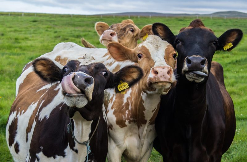 Les statistiques agricoles, c'est quoi ?
