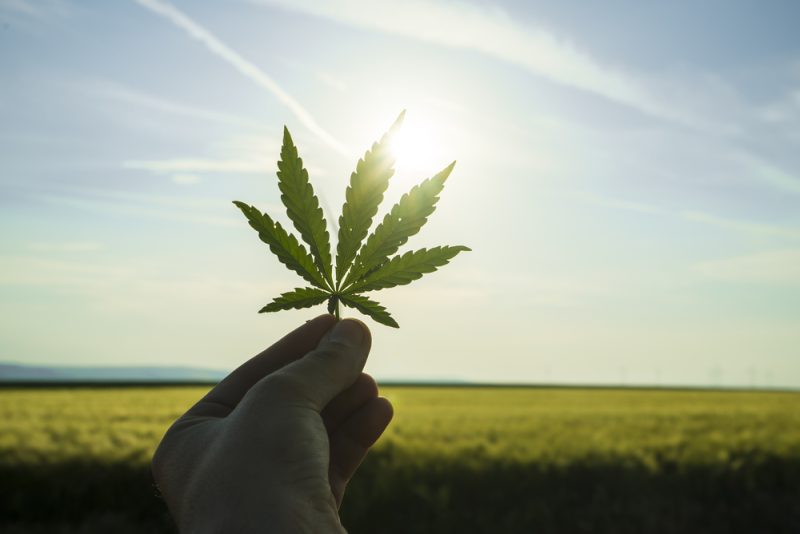 Lancement d'une consultation citoyenne sur le cannabis "récréatif"