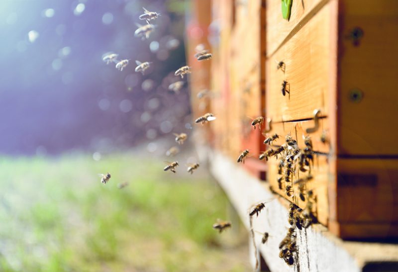 L'EFSA présente un plan intégré d'évaluation des risques pour les pollinisateurs