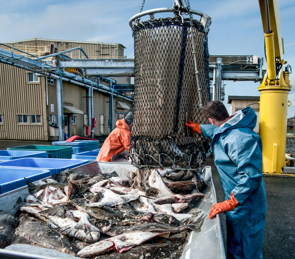 Unloading,Fish:,Fresh,Caught,Halibut,Drop,From,The,Bottom,Of