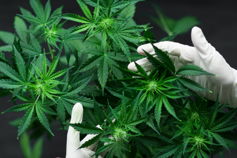 A,Large,Number,Of,Cannabis,Flowers,The,Hands,Of,Medetsinsky
