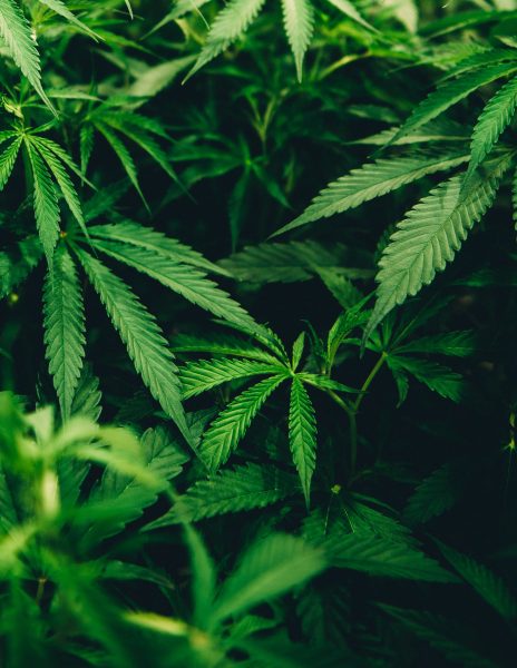 Bruxelles veut faciliter la consommation de drogue d'après la Hongrie