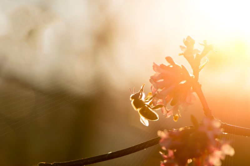 Pollinator Park, le scénario "apocalyptique" d'un monde sans abeilles