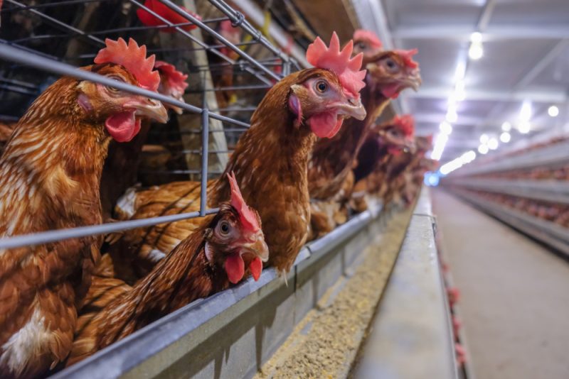 L’Allemagne veut devenir leader européen en matière de bien-être animal