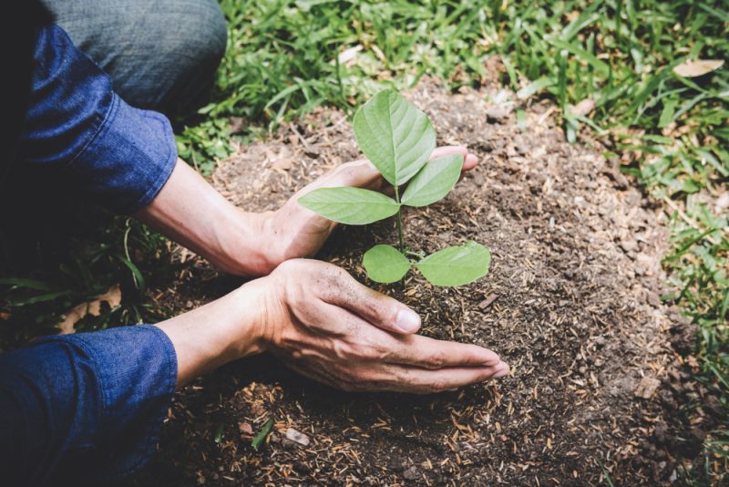 Forêt urbaine : l'allié biodiversité de l'Europe