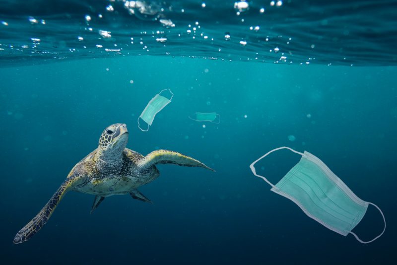 Le Parlement alerte sur les effets néfastes des microplastiques pour les consommateurs de poissons et crustacés