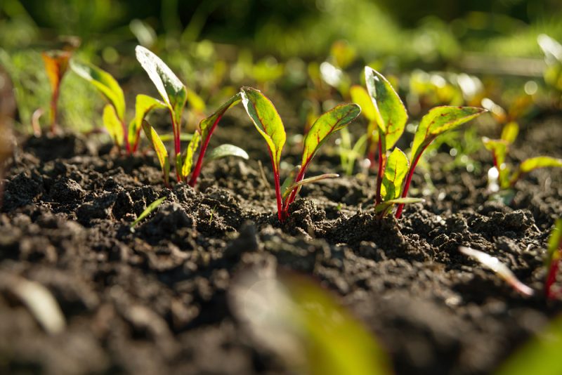 La ré-autorisation des néonicotinoïdes jugée conforme à la loi