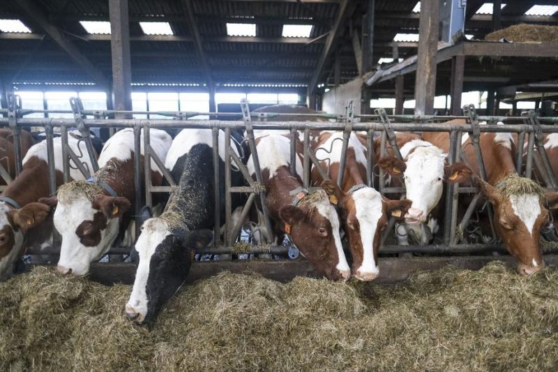 La Commission laisse le secteur agricole attendre comme des "animaux à l'abattoir"