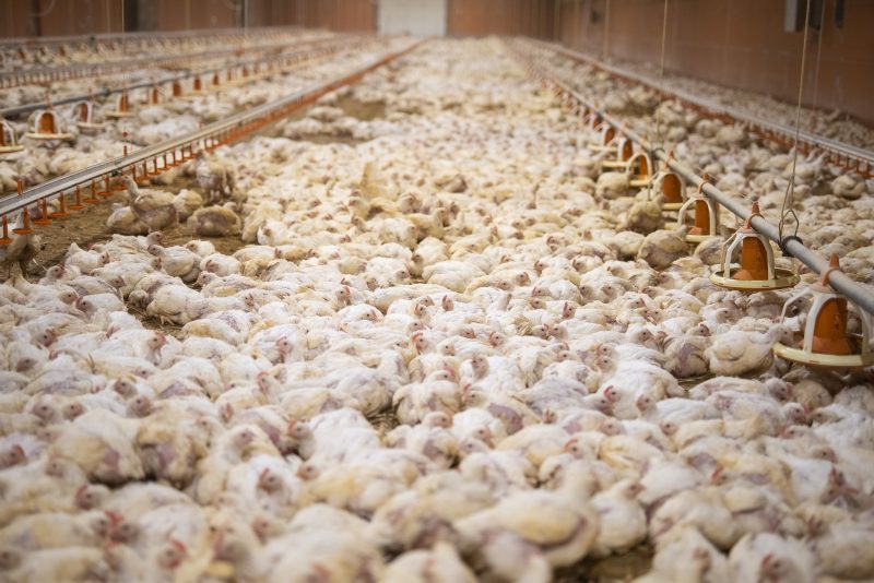 Le prix du bien-être : quelles solutions pour sortir de l'élevage intensif en Europe ?