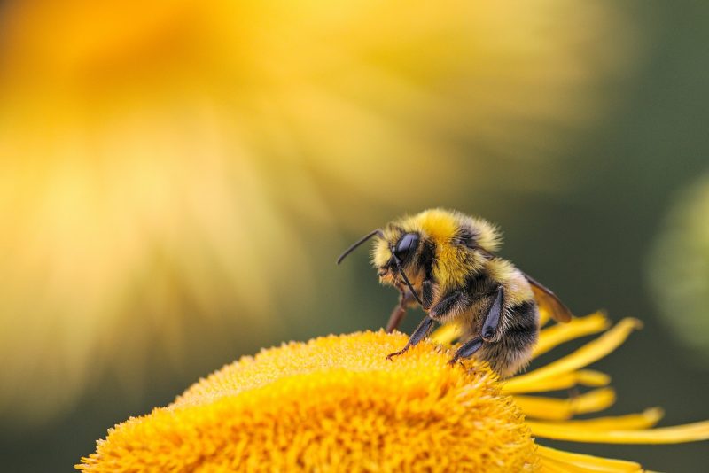 Moins de papillons et d’abeilles : une étude pointe l’agriculture intensive