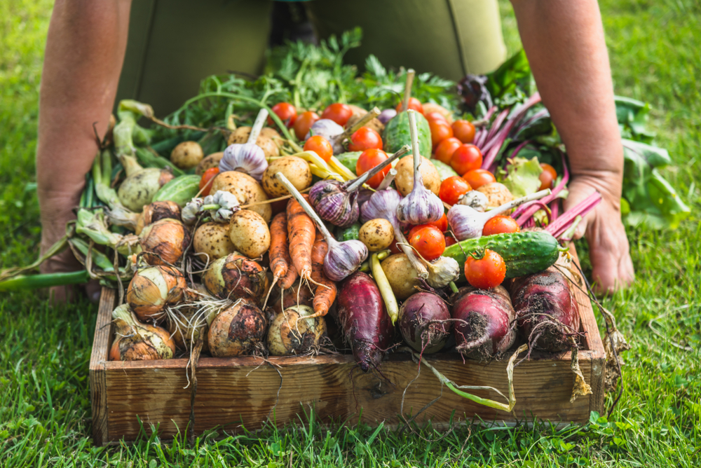 Farmer,With,A,Vegetable,Box,,Freshly,Harvested,Produce,In,The
