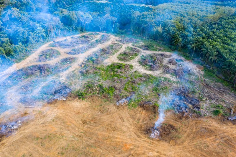 Déforestation liée aux importations : l'UE deuxième responsable mondial après la Chine