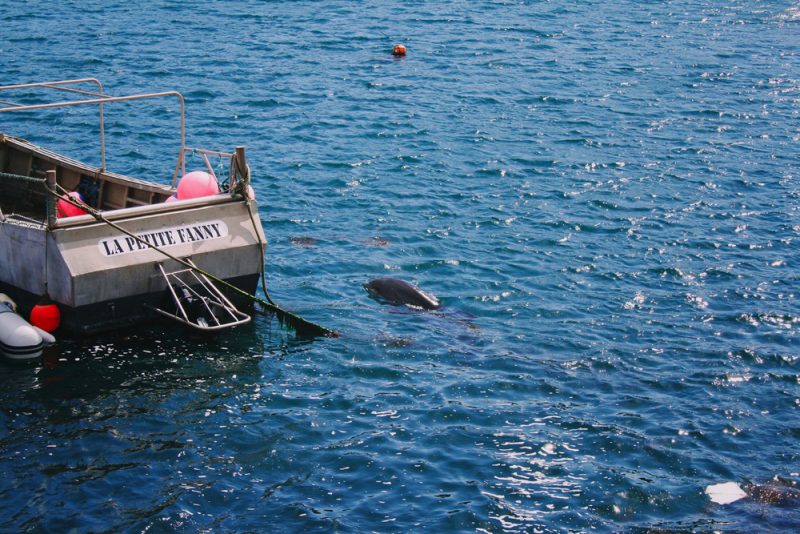 Captures accidentelles de dauphins : le ministère de la Mer joue l’apaisement