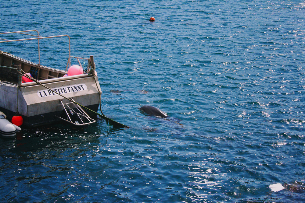 Dolphin,And,Boat,In,Blue,Ocean.,Brittany,France