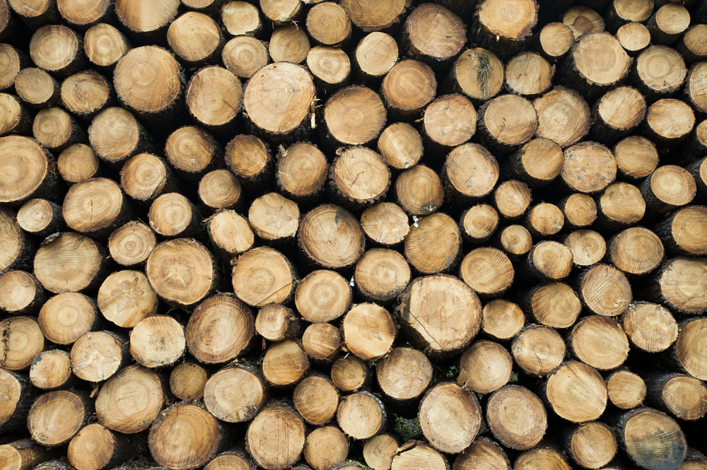 Pine,Logs,In,The,Forest,,Firewood,As,A,Renewable,Energy