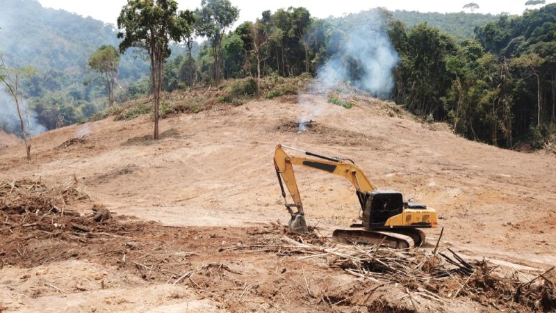 Certifier des plantations forestières pour lutter contre la déforestation
