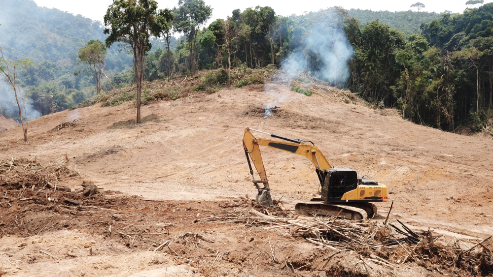 Deforestation.,Environmental,Destruction,Of,Rainforest.,Borneo,Forest,Destroyed,For,Oil