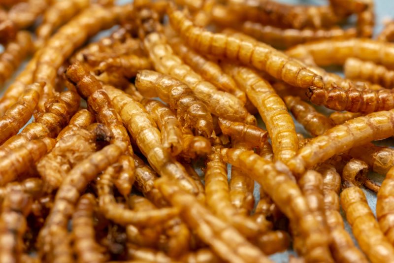L'UE donne son feu vert à la première mise sur le marché d'un insecte comestible