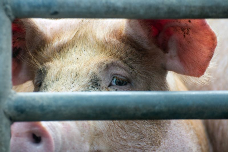 Maltraitance animale : L214 et députés français appellent le gouvernement à réagir