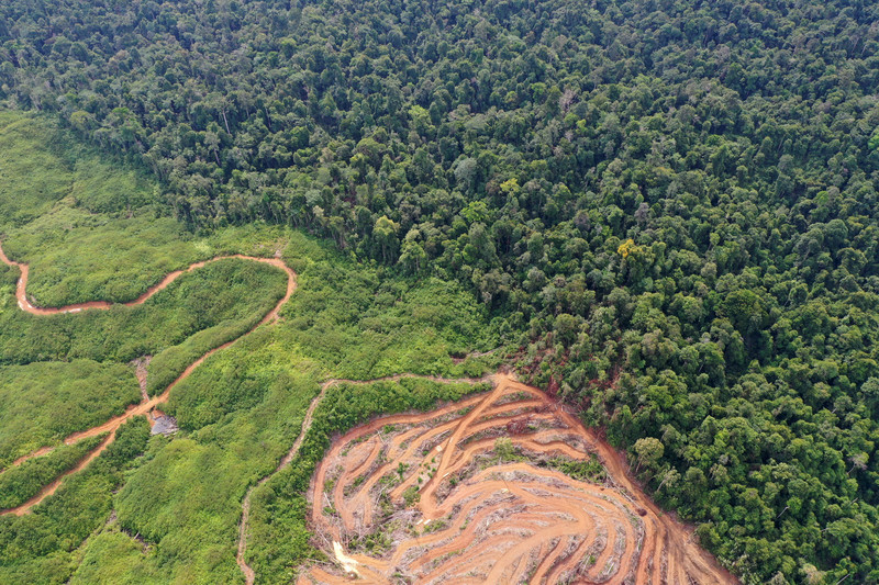 Pour lutter contre la déforestation, n’abandonnons pas nos outils performants