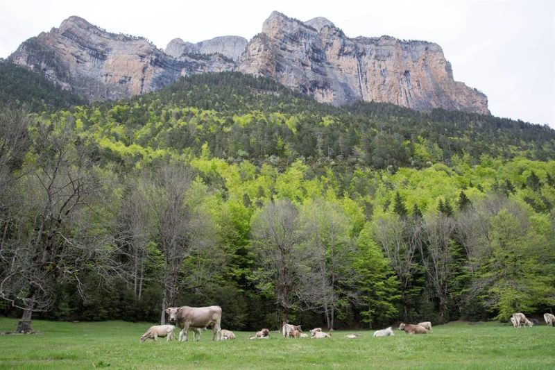 Pyrénées-Mont Perdu : la valeur du pastoralisme et de l'élevage extensif