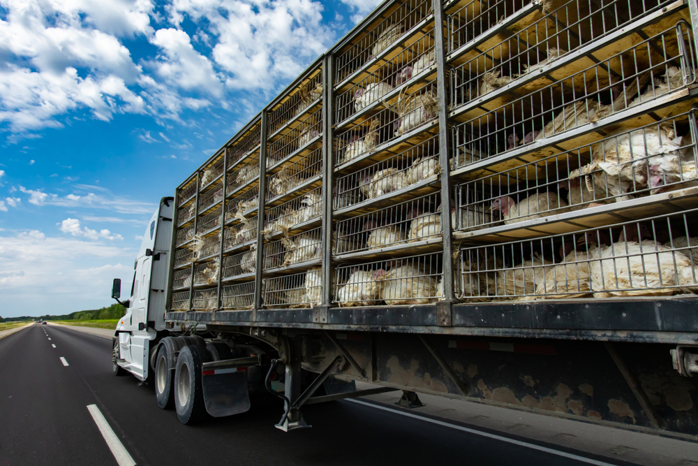 Low,Angle,And,Rear,View,Of,A,Transportation,Turkey,Truck