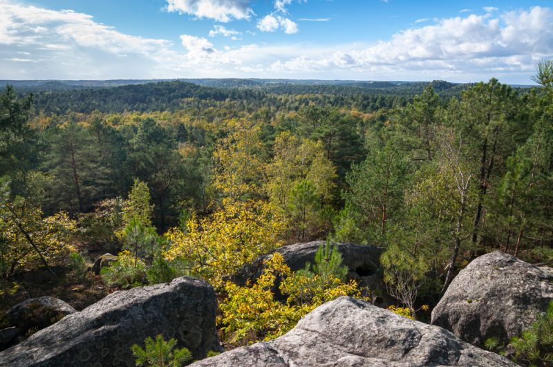 Biodiversité : le Parlement fait preuve de fermeté sur l’épineuse question des forêts