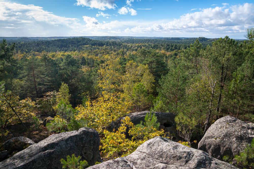 View,Of,The,Forest,Of,Fontainebleau,,With,Rocks,In,The