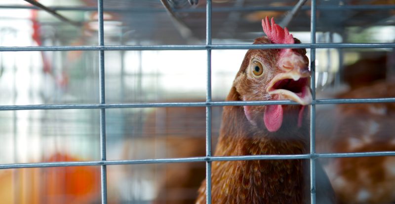 Le Parlement européen exige la fin de l'élevage en cage en Europe d'ici 2027