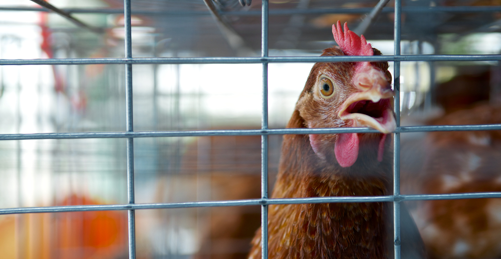 Close-up,Of,Sad,Chicken,Or,Hen,In,The,Cages,For