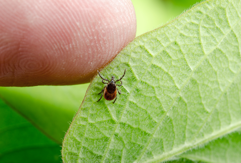 Happy,Tick