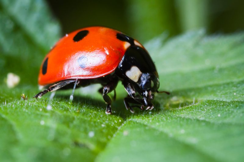 Biodiversité : l’UE veut « renforcer » le texte négocié pour la COP15