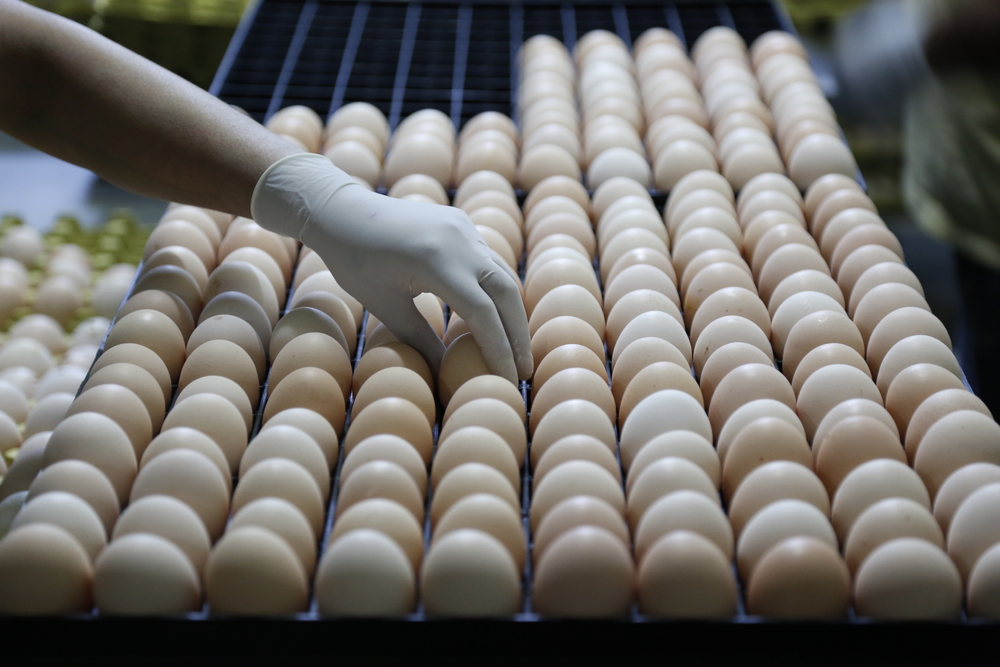 Egg