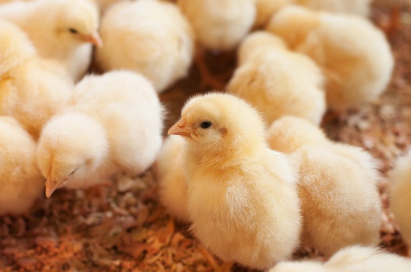 La France et l'Allemagne appellent à la fin du broyage des poussins