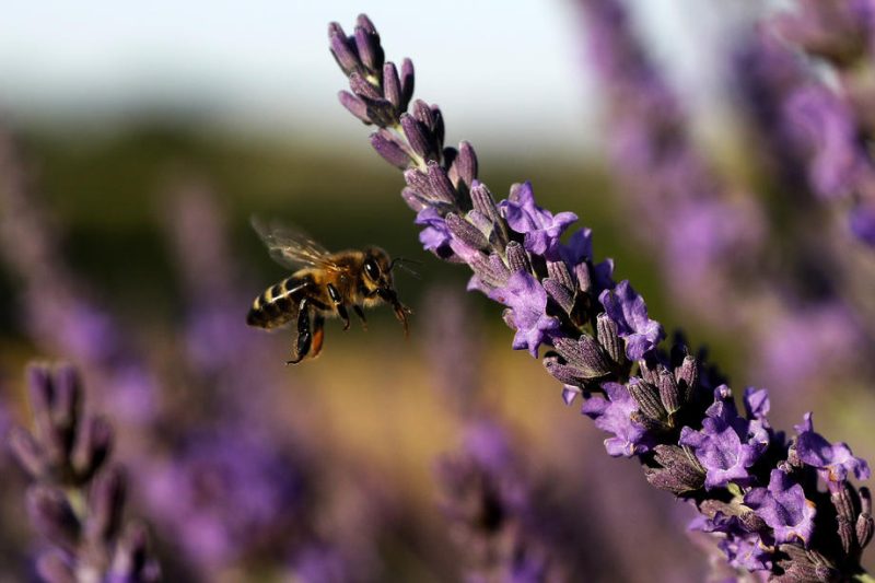 Non, la Commission européenne ne veut pas interdire l’huile essentielle de lavande