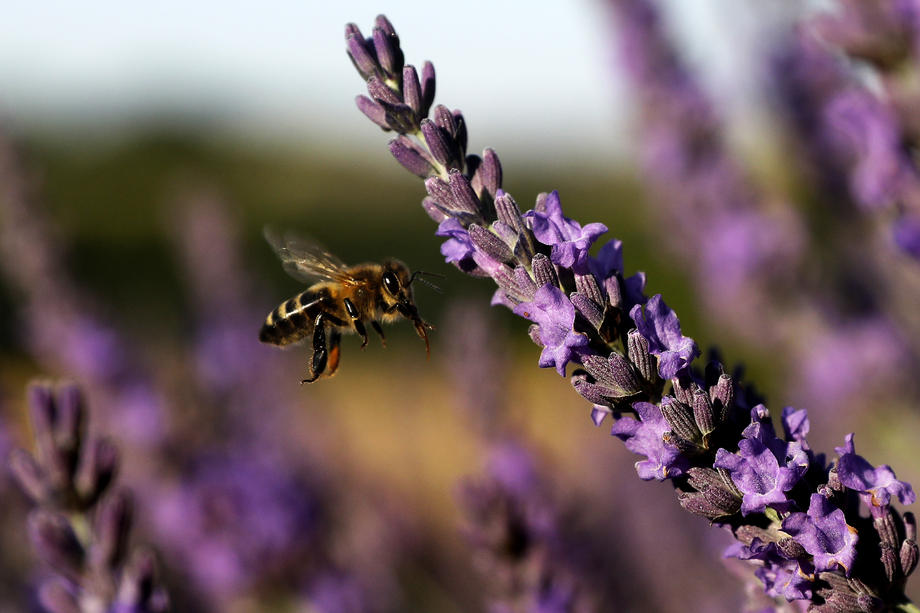 Bee transhumance in Provence