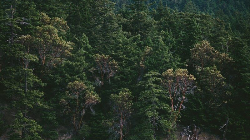 Selon les experts, les engagements opaques en faveur du « zéro carbone » ne sont pas suffisants pour lutter contre la crise climatique